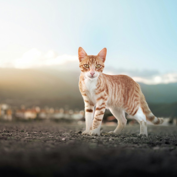 Rot getigerter Kater auf Kiesboden mit Blick in die Kamera, im Hintergrund Berge und Gebäude – Symbol für Präsenz und Perspektivwechsel